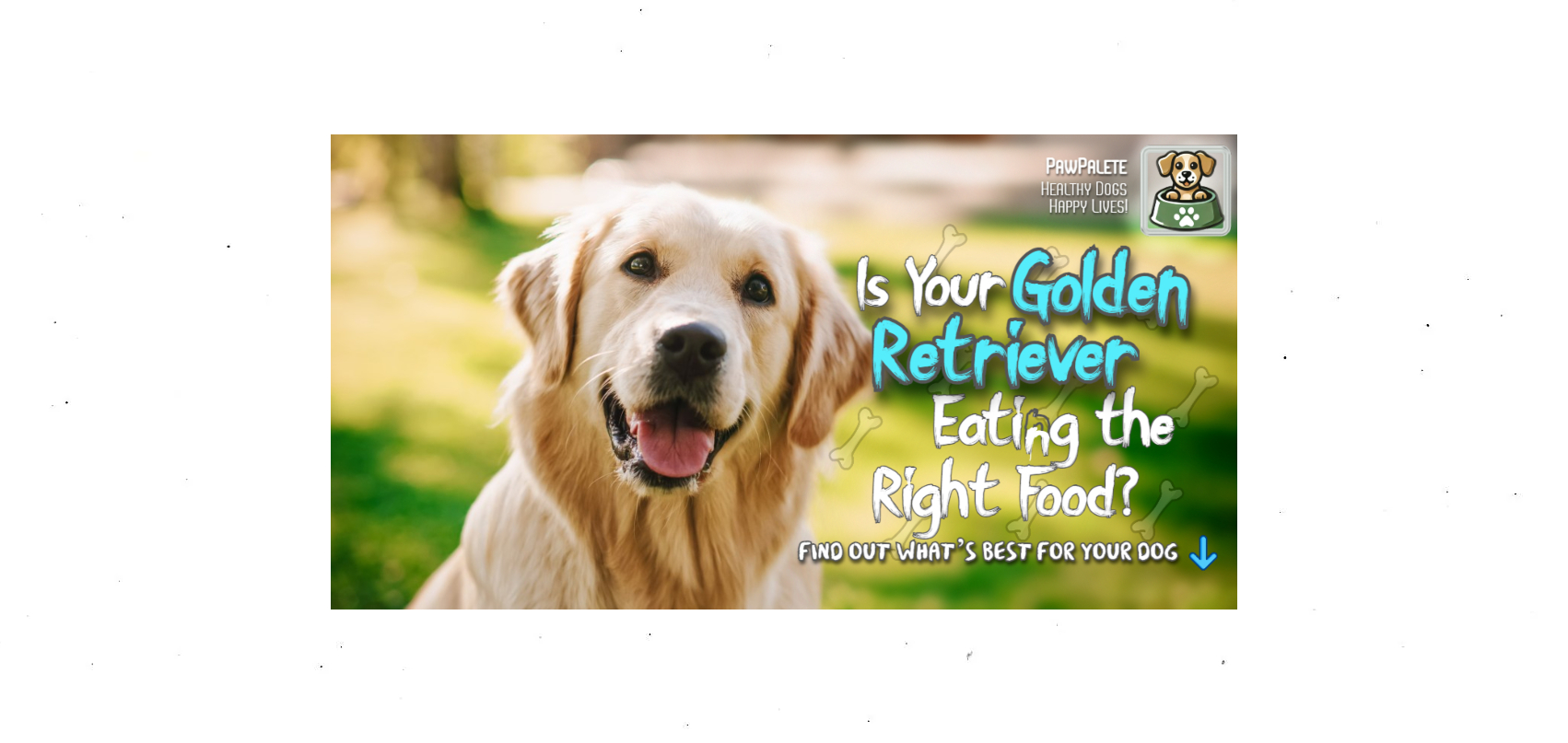 The Best Diet to Keep Your Golden Retriever Active & Happy! 🐶💛