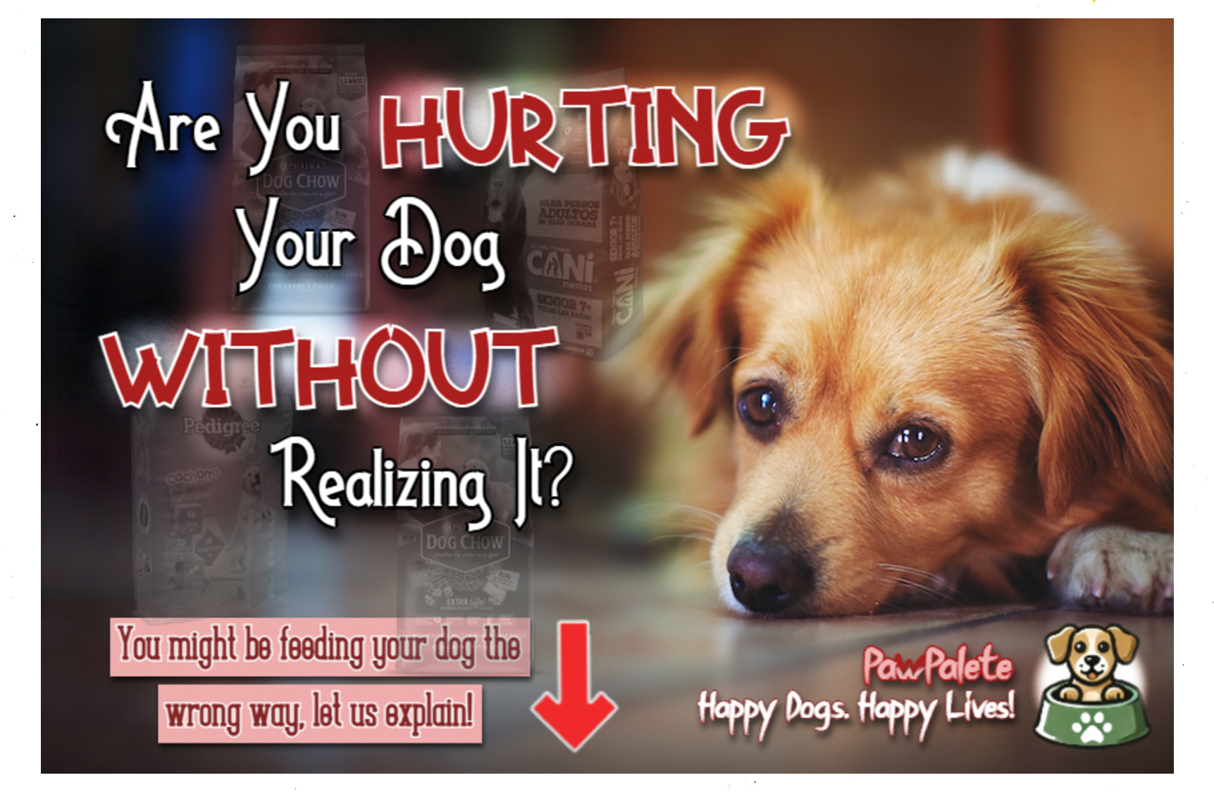 You Might Be Feeding Your Dog the Wrong Way – Here’s Why! 🧐🐾