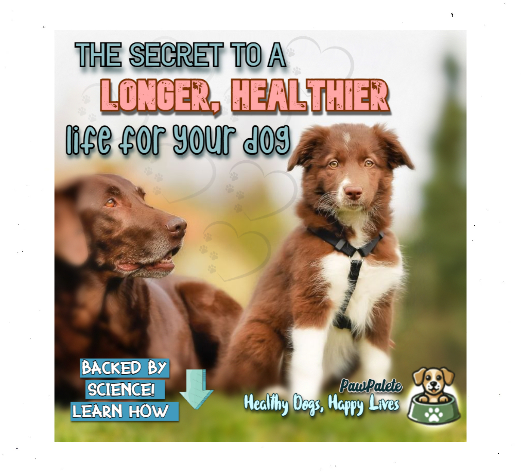 Nutrition Secrets That Can Add Years to Your Dog’s Life!