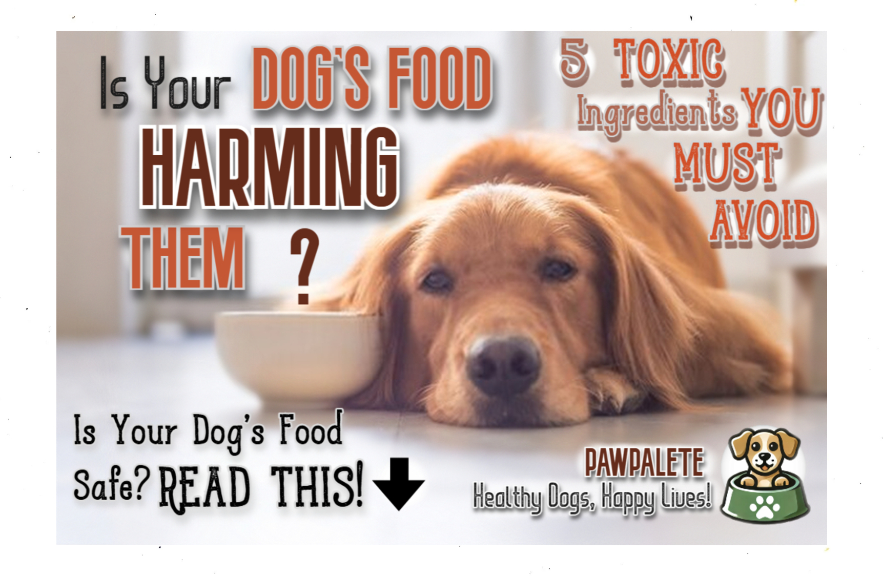 5 Dangerous Dog Food Ingredients You Need to Stop Feeding Right Now