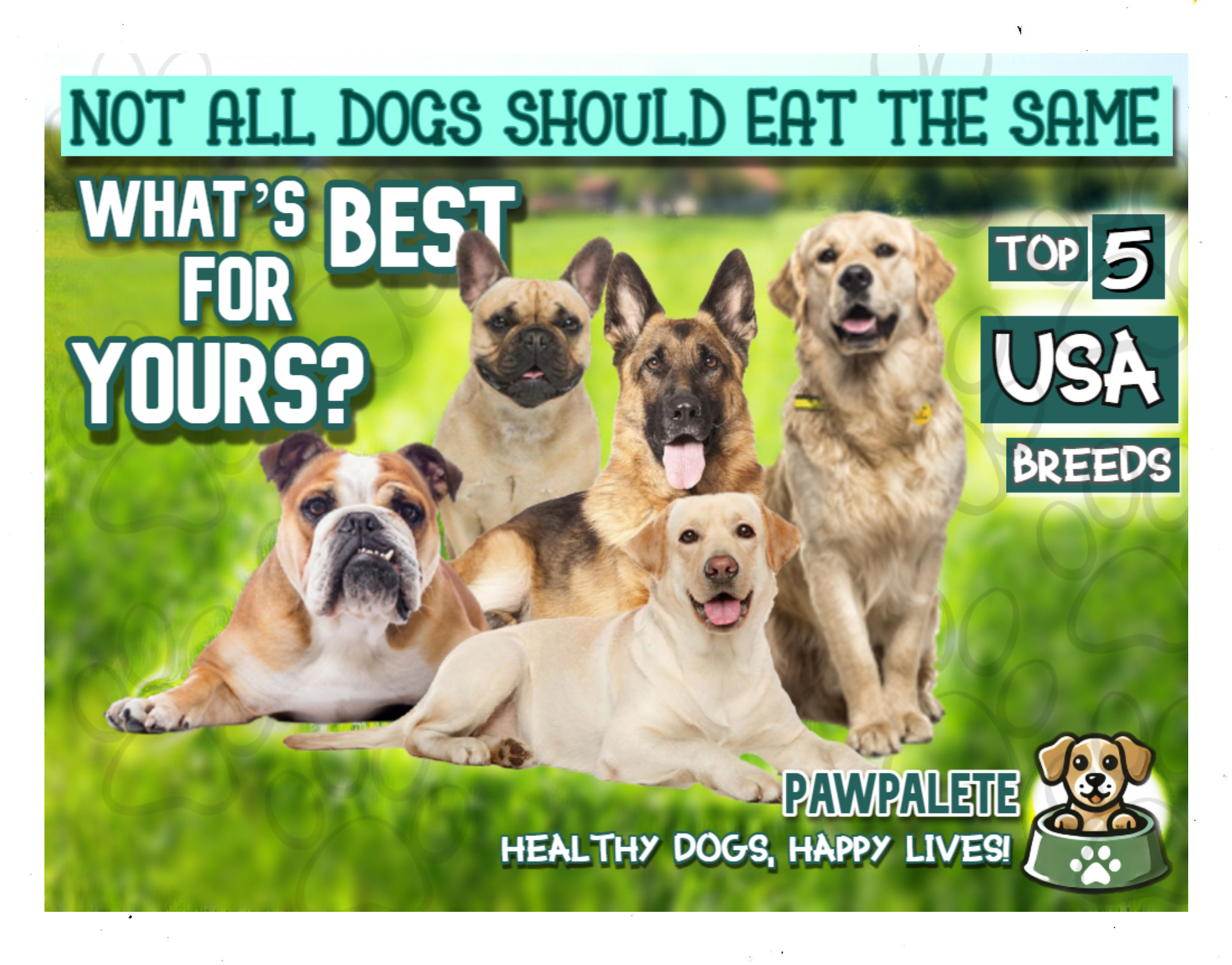 The Best Foods for the 5 Most Popular Dog Breeds in the USA