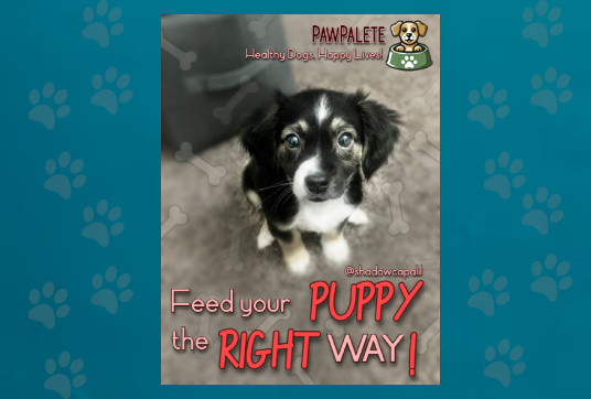Feeding Your Puppy for Healthy Growth: Everything You Should Know