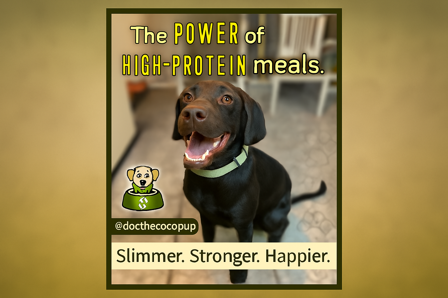 Lean, Happy, and Full of Energy: The High-Protein Dog Diet That Works