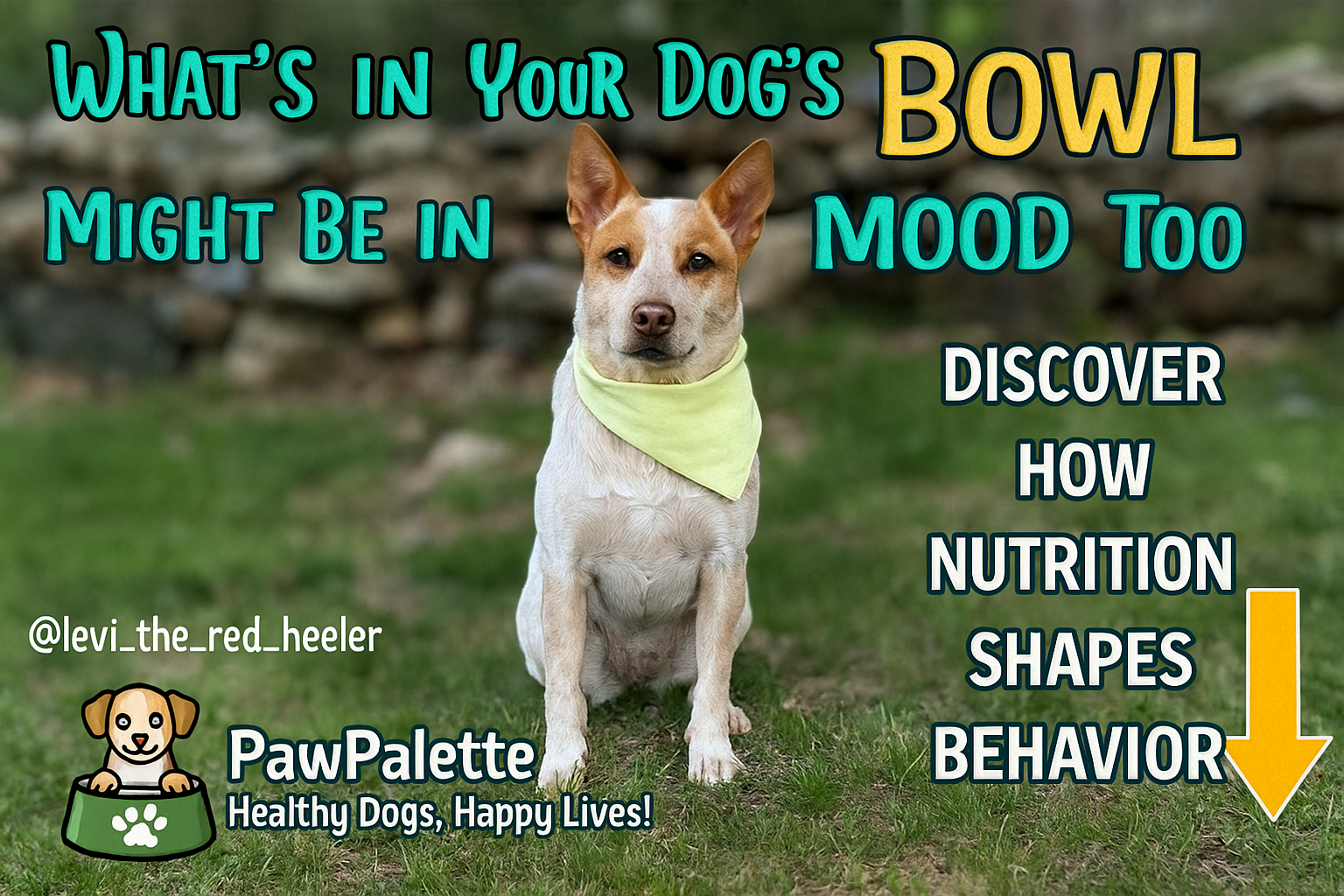 How Food Affects Your Dog’s Mood