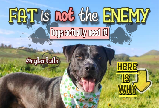 Fat Is Not the Enemy: Why Dogs Actually Need It